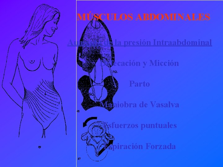 MÚSCULOS ABDOMINALES Aumento de la presión Intraabdominal Defecación y Micción Parto Maniobra de Vasalva