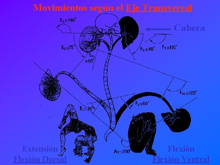 Movimientos según el Eje Transversal Cabeza Extensión Flexión Dorsal Flexión Ventral 