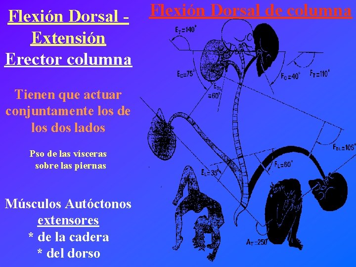 Flexión Dorsal - Flexión Dorsal de columna Extensión Erector columna Tienen que actuar conjuntamente