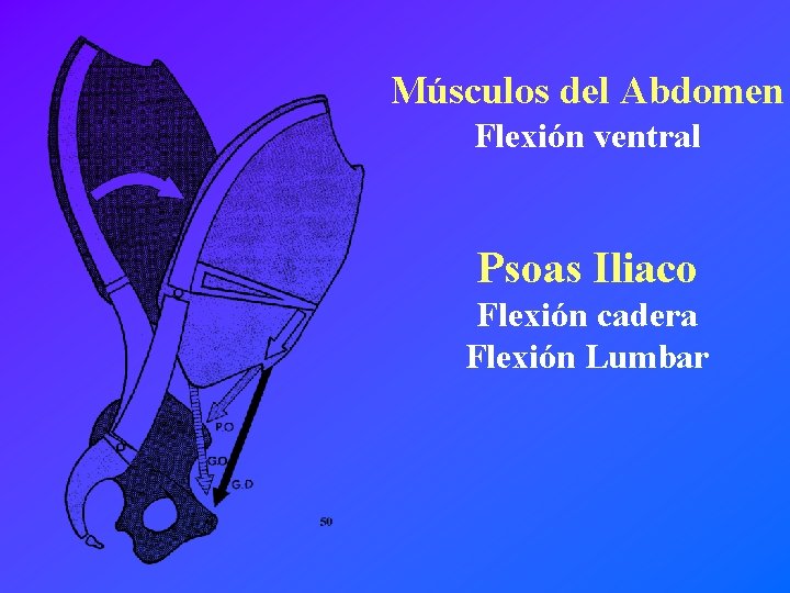 Músculos del Abdomen Flexión ventral Psoas Iliaco Flexión cadera Flexión Lumbar 