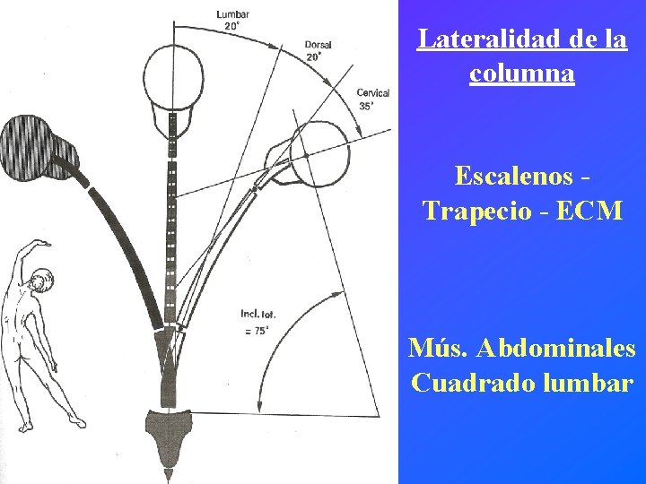 Lateralidad de la columna Escalenos Trapecio - ECM Mús. Abdominales Cuadrado lumbar 