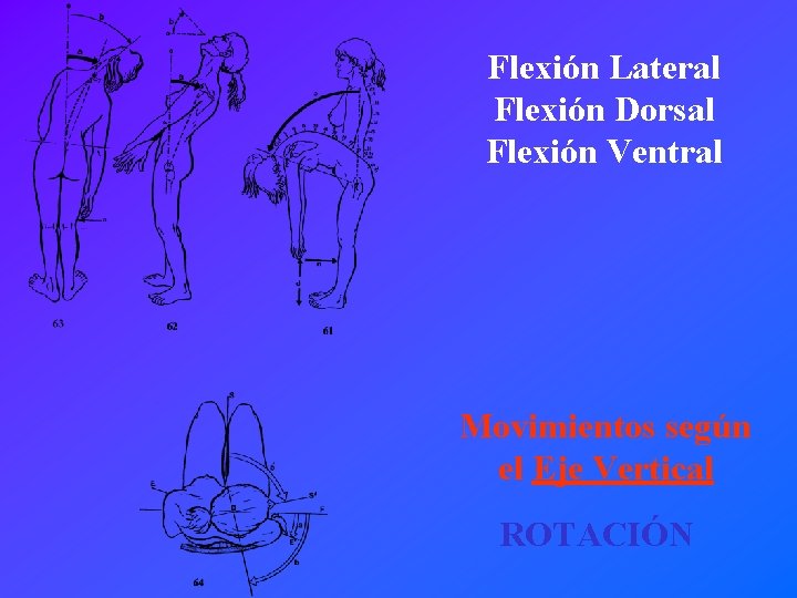Flexión Lateral Flexión Dorsal Flexión Ventral Movimientos según el Eje Vertical ROTACIÓN 