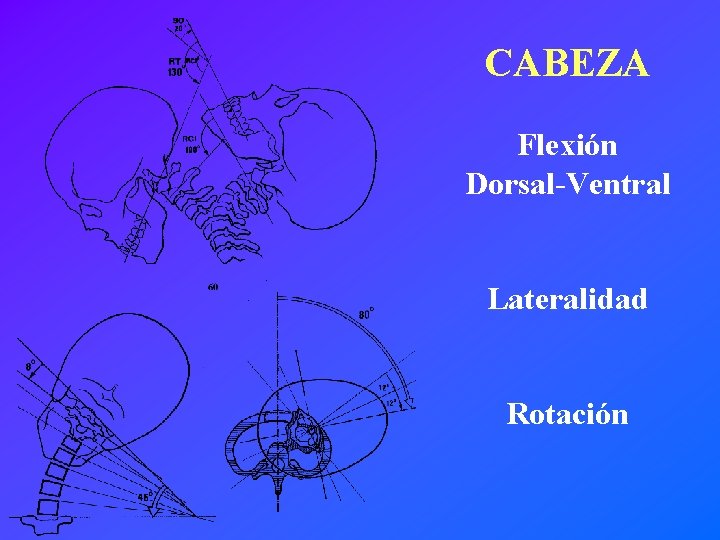 CABEZA Flexión Dorsal-Ventral Lateralidad Rotación 