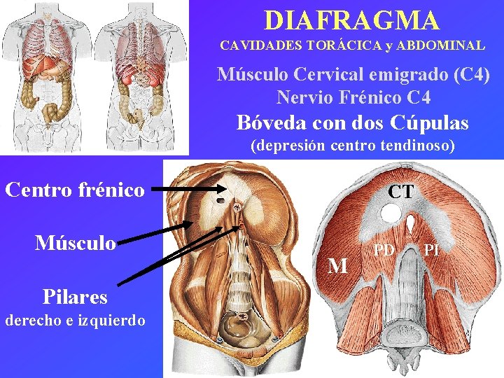 DIAFRAGMA CAVIDADES TORÁCICA y ABDOMINAL Músculo Cervical emigrado (C 4) Nervio Frénico C 4