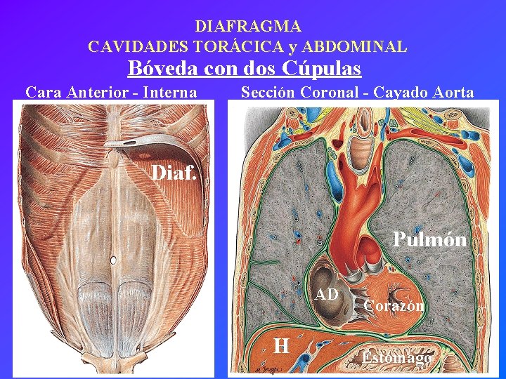 DIAFRAGMA CAVIDADES TORÁCICA y ABDOMINAL Bóveda con dos Cúpulas Cara Anterior - Interna Sección