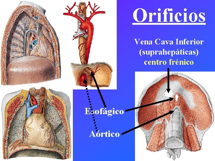 Orificios Vena Cava Inferior (suprahepáticas) centro frénico Esofágico Aórtico 