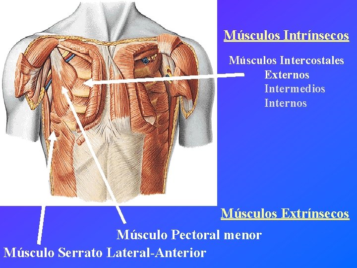 Músculos Intrínsecos Músculos Intercostales Externos Intermedios Internos Músculos Extrínsecos Músculo Pectoral menor Músculo Serrato