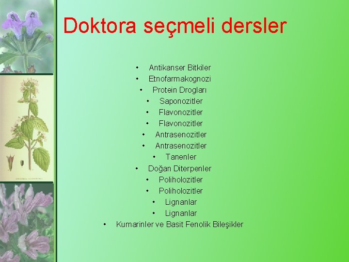 Doktora seçmeli dersler • • • Antikanser Bitkiler Etnofarmakognozi • Protein Drogları • Saponozitler