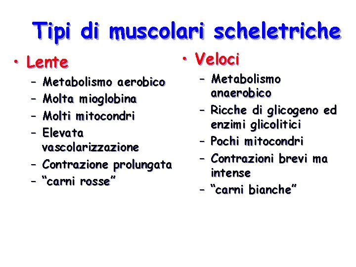 Tipi di muscolari scheletriche • Lente – – Metabolismo aerobico Molta mioglobina Molti mitocondri Tipi di muscolari scheletriche • Lente – – Metabolismo aerobico Molta mioglobina Molti mitocondri