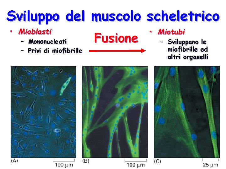 Sviluppo del muscolo scheletrico • Mioblasti – – Mononucleati Privi di miofibrille Fusione • Sviluppo del muscolo scheletrico • Mioblasti – – Mononucleati Privi di miofibrille Fusione •