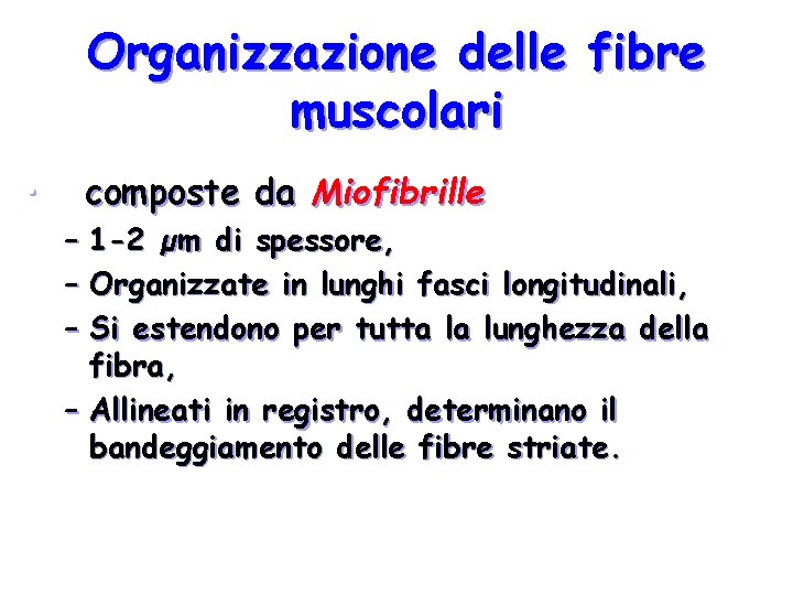 Organizzazione delle fibre muscolari • composte da Miofibrille – 1 -2 µm di spessore,