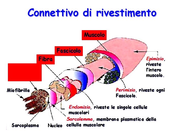 Connettivo di rivestimento Muscolo Fascicolo Fibra Miofibrilla Sarcoplasma Epimisio, riveste l’intero muscolo. Perimisio, riveste