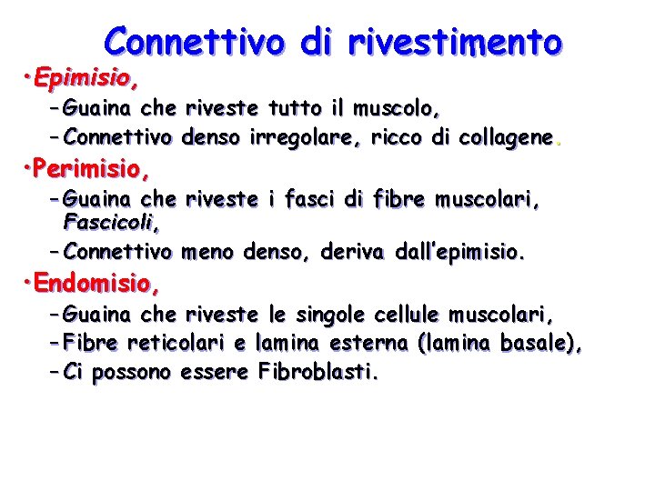 Connettivo di rivestimento • Epimisio, – Guaina che riveste tutto il muscolo, – Connettivo