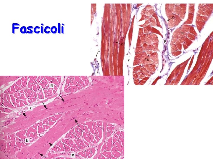 Fascicoli 