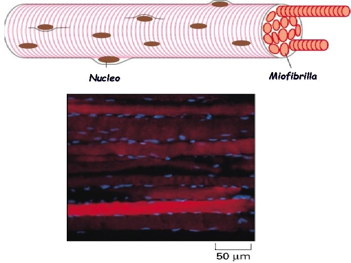 Nucleo Miofibrilla 