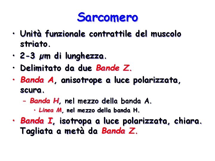 Sarcomero • Unità funzionale contrattile del muscolo striato. • 2 -3 µm di lunghezza. Sarcomero • Unità funzionale contrattile del muscolo striato. • 2 -3 µm di lunghezza.