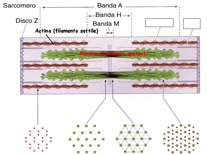 Actina (filamento sottile) Miosina (filamento spesso) Actina (filamento sottile) Miosina (filamento spesso)