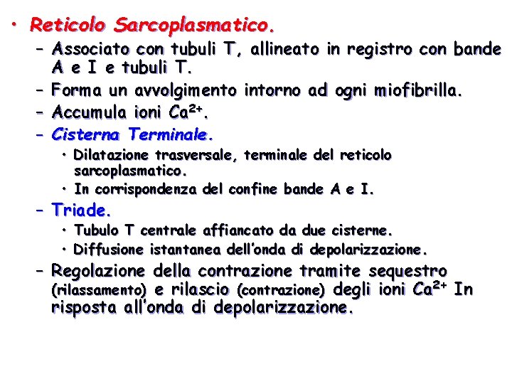 • Reticolo Sarcoplasmatico. – Associato con tubuli T, allineato in registro con bande • Reticolo Sarcoplasmatico. – Associato con tubuli T, allineato in registro con bande