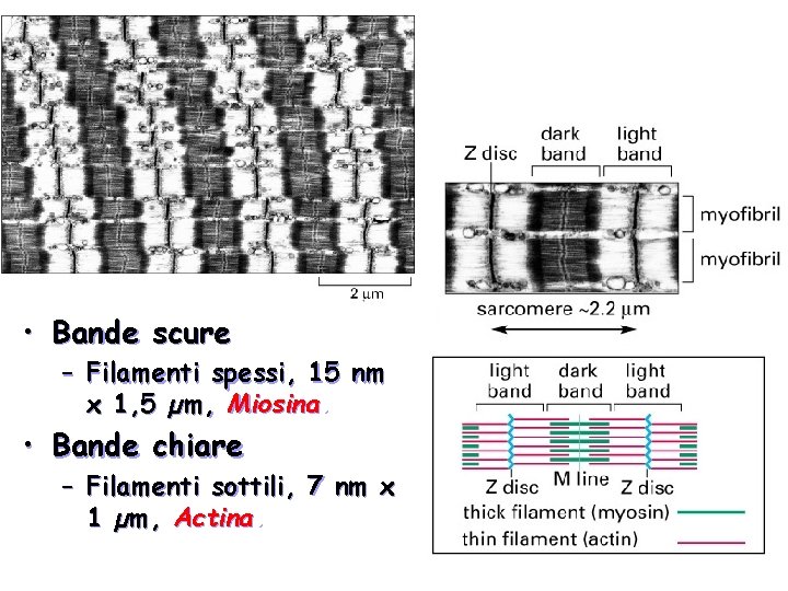 • Bande scure – Filamenti spessi, 15 nm x 1, 5 µm, Miosina. • Bande scure – Filamenti spessi, 15 nm x 1, 5 µm, Miosina.