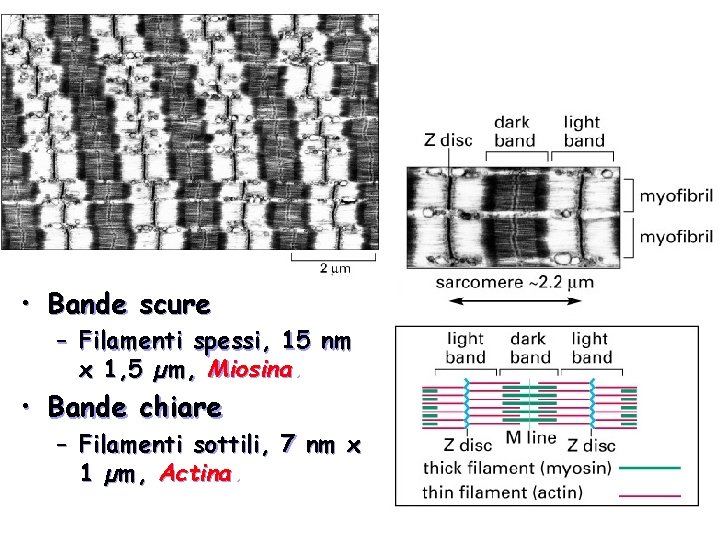  • Bande scure – Filamenti spessi, 15 nm x 1, 5 µm, Miosina.