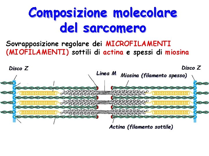 Composizione molecolare del sarcomero Sovrapposizione regolare dei MICROFILAMENTI (MIOFILAMENTI) sottili di actina e spessi