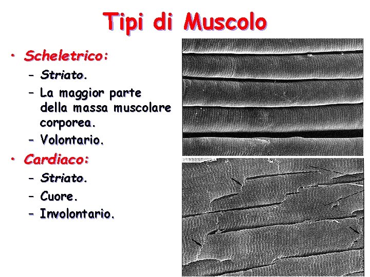 Tipi di Muscolo • Scheletrico: – Striato. – La maggior parte della massa muscolare Tipi di Muscolo • Scheletrico: – Striato. – La maggior parte della massa muscolare