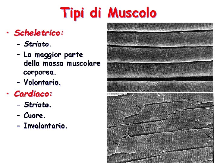 Tipi di Muscolo • Scheletrico: – Striato. – La maggior parte della massa muscolare