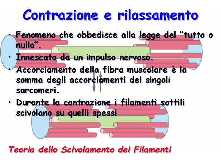 Contrazione e rilassamento • Fenomeno che obbedisce alla legge del “tutto o nulla”. • Contrazione e rilassamento • Fenomeno che obbedisce alla legge del “tutto o nulla”. •