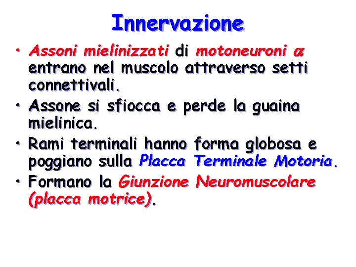 Innervazione • Assoni mielinizzati di motoneuroni entrano nel muscolo attraverso setti connettivali. • Assone