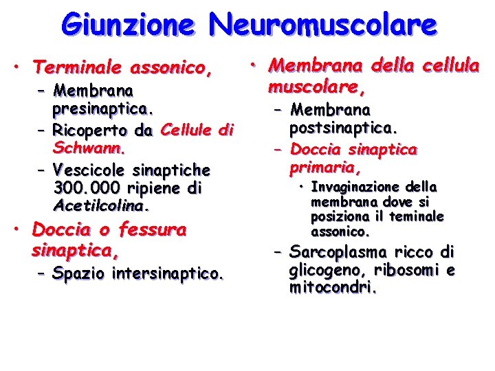 Giunzione Neuromuscolare • Terminale assonico, – Membrana presinaptica. – Ricoperto da Cellule di Schwann.