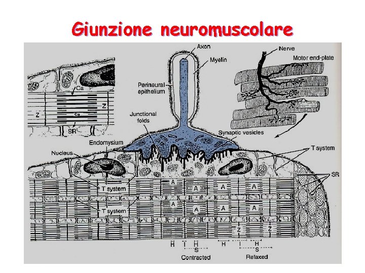 Giunzione neuromuscolare Giunzione neuromuscolare