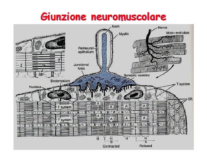 Giunzione neuromuscolare 