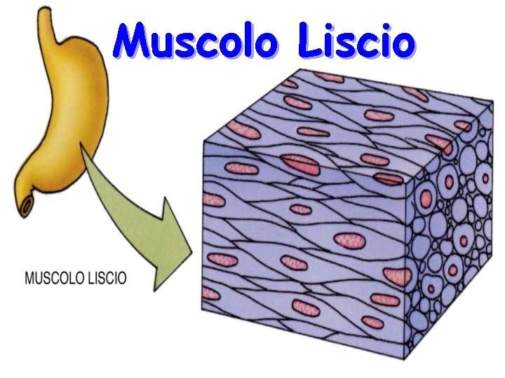 Muscolo Liscio 