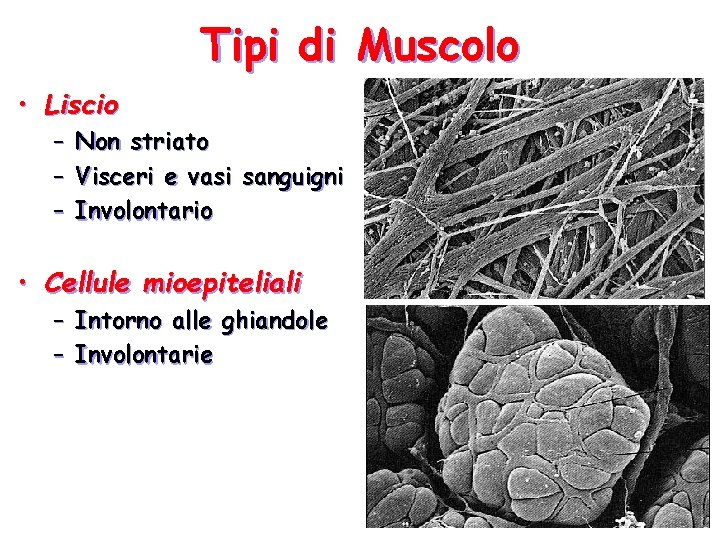 Tipi di Muscolo • Liscio – – – Non striato Visceri e vasi sanguigni Tipi di Muscolo • Liscio – – – Non striato Visceri e vasi sanguigni