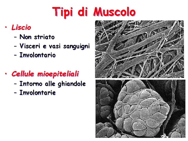 Tipi di Muscolo • Liscio – – – Non striato Visceri e vasi sanguigni