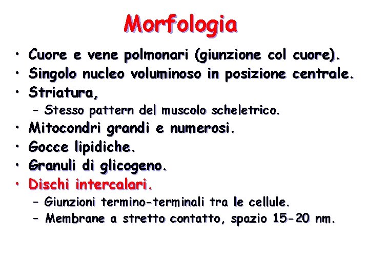 Morfologia • • • Cuore e vene polmonari (giunzione col Singolo nucleo voluminoso in