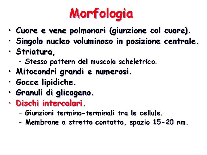 Morfologia • • • Cuore e vene polmonari (giunzione col Singolo nucleo voluminoso in Morfologia • • • Cuore e vene polmonari (giunzione col Singolo nucleo voluminoso in