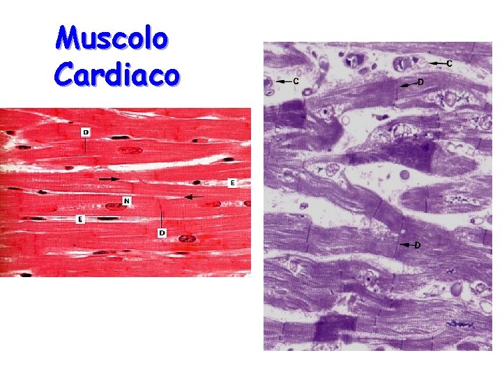 Muscolo Cardiaco Muscolo Cardiaco