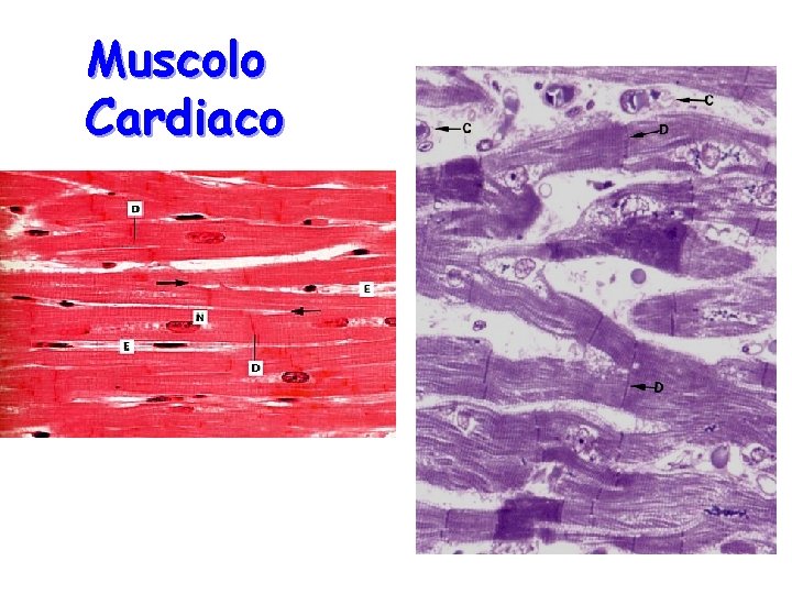 Muscolo Cardiaco 