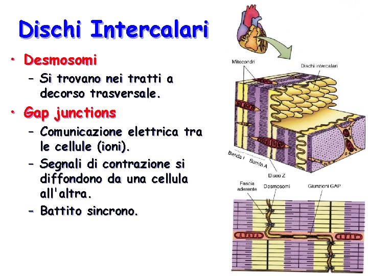 Dischi Intercalari • Desmosomi – Si trovano nei tratti a decorso trasversale. • Gap