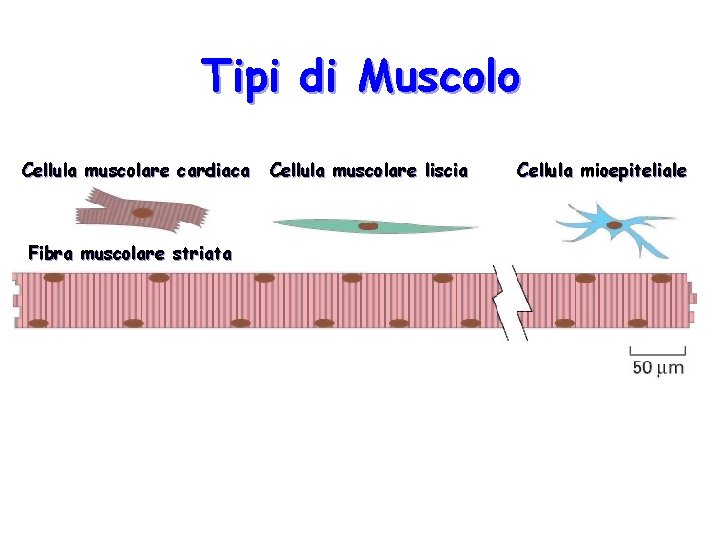 Tipi di Muscolo Cellula muscolare cardiaca Fibra muscolare striata Cellula muscolare liscia Cellula mioepiteliale