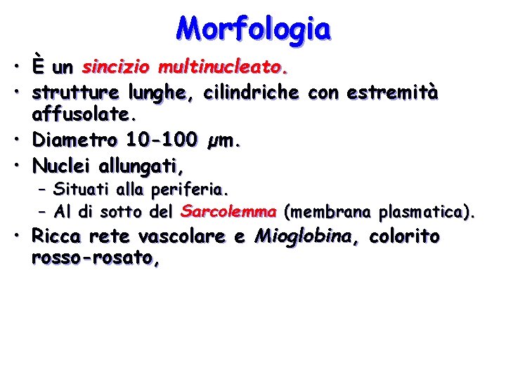 Morfologia • È un sincizio multinucleato. • strutture lunghe, cilindriche con estremità affusolate. • Morfologia • È un sincizio multinucleato. • strutture lunghe, cilindriche con estremità affusolate. •