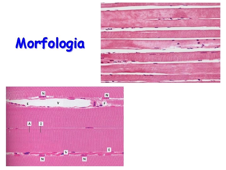 Morfologia 