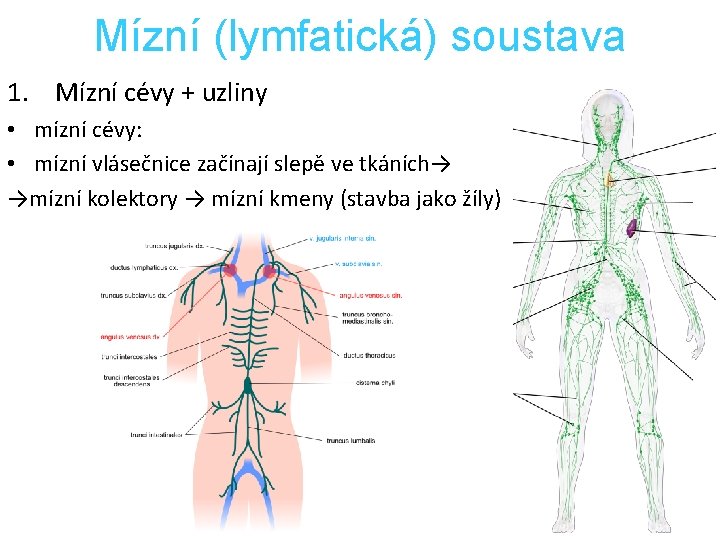 Mízní (lymfatická) soustava 1. Mízní cévy + uzliny • mízní cévy: • mízní vlásečnice