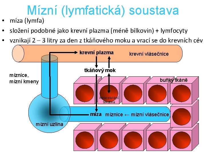 Mízní (lymfatická) soustava • míza (lymfa) • složení podobné jako krevní plazma (méně bílkovin)
