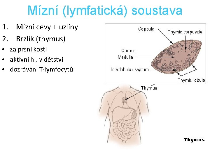 Mízní (lymfatická) soustava 1. Mízní cévy + uzliny 2. Brzlík (thymus) • za prsní