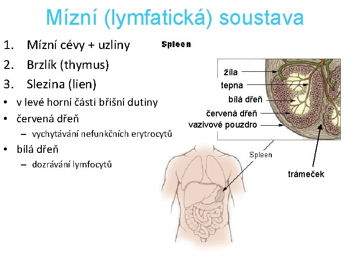 Mízní (lymfatická) soustava 1. Mízní cévy + uzliny 2. Brzlík (thymus) 3. Slezina (lien)
