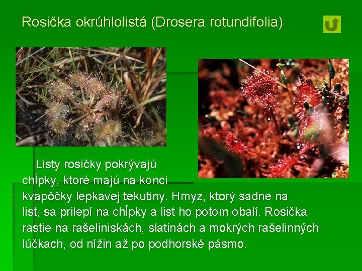 Rosička okrúhlolistá (Drosera rotundifolia) Listy rosičky pokrývajú chĺpky, ktoré majú na konci kvapôčky lepkavej