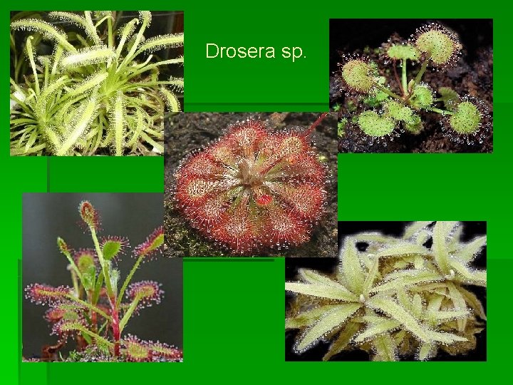 Drosera sp. 