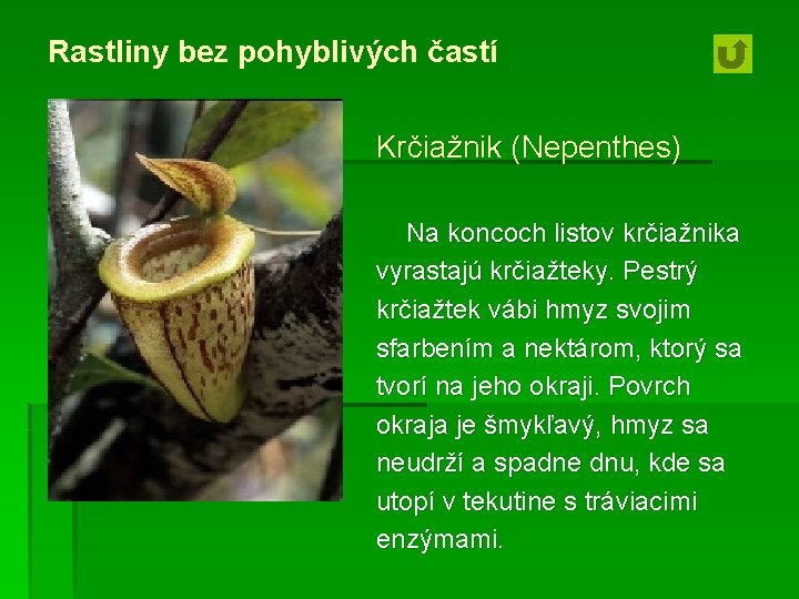 Rastliny bez pohyblivých častí Krčiažnik (Nepenthes) Na koncoch listov krčiažnika vyrastajú krčiažteky. Pestrý krčiažtek